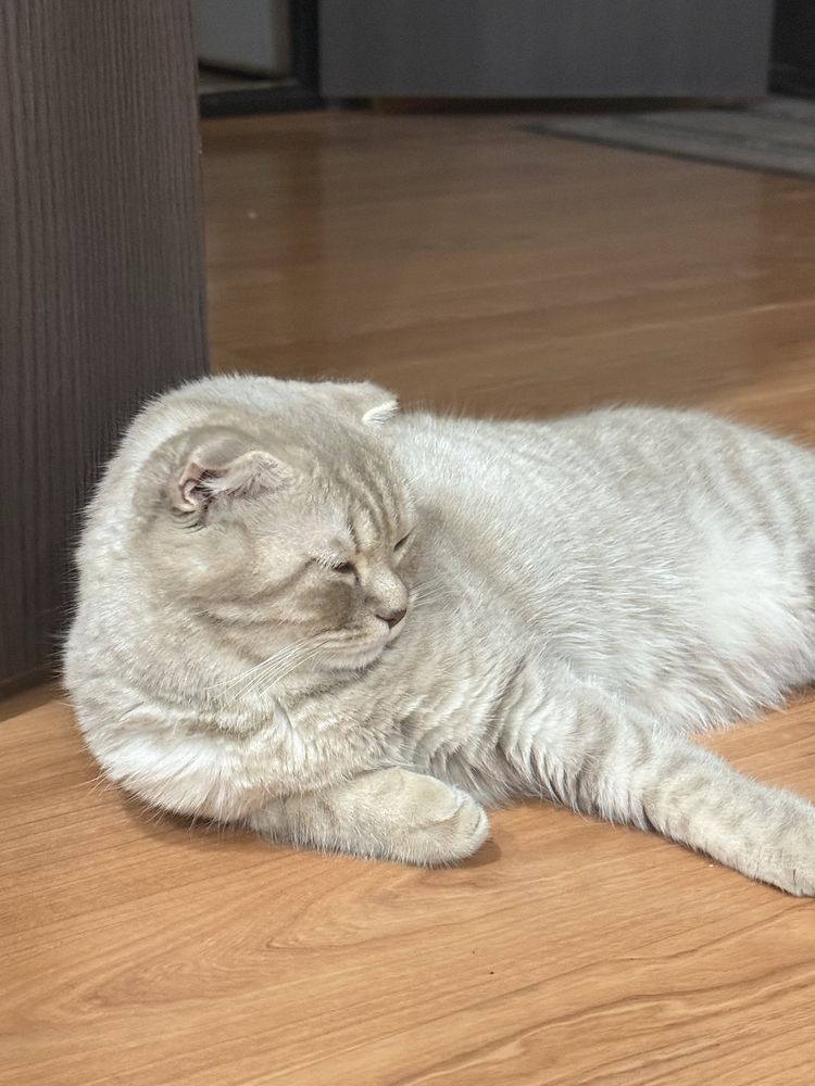 отдам кошку в хорошие руки
