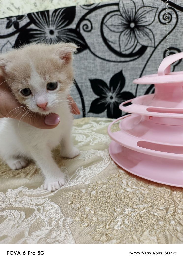 Отдам вислоухого котёнка!