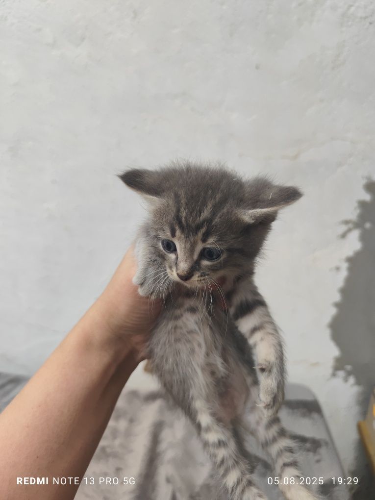 Отдам котят в добрые руки. Возврат 1 месяц