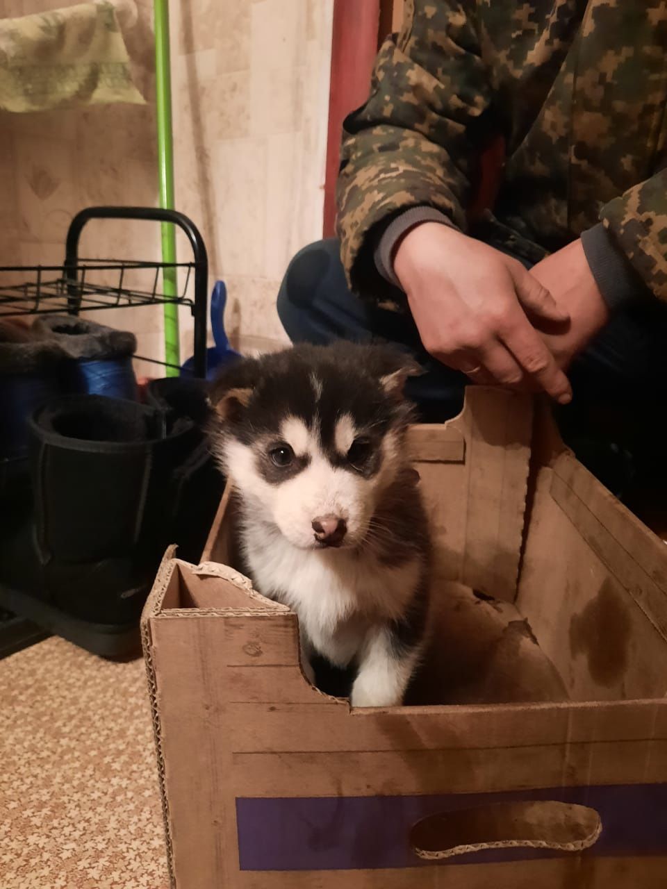 Продам Чистокровная Хаски