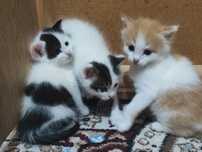 Кошка и трое котят (мальчики)