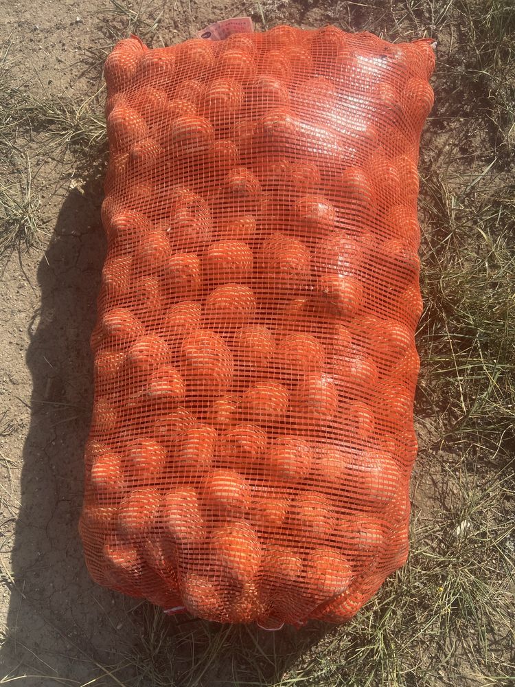 Продам семена картофель сорт гала