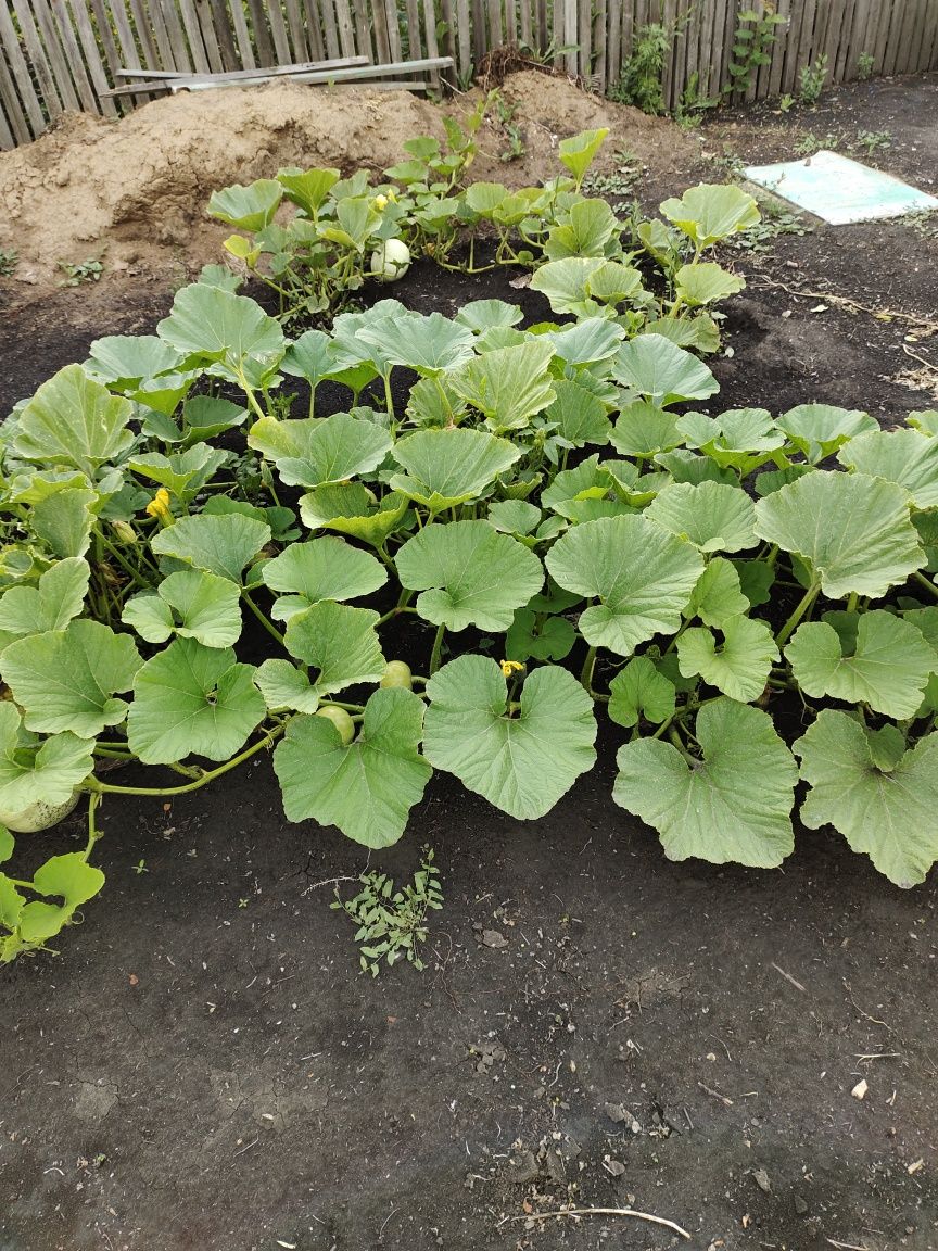 Продам дачу с/т Дружба 10 соток