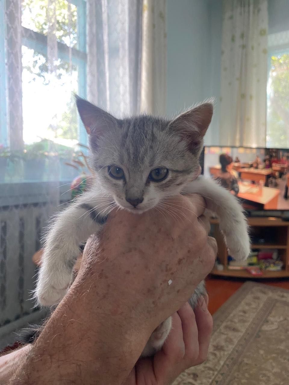 Отдам котят в хорошие руки