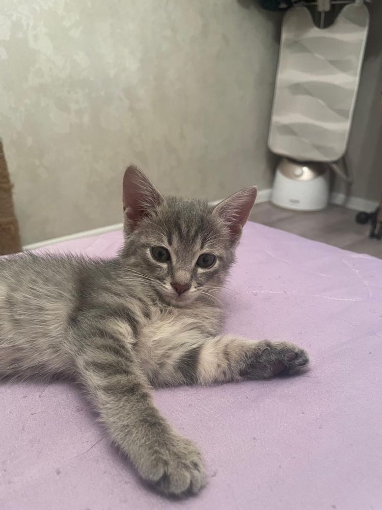 Отдам котенка в добрые руки