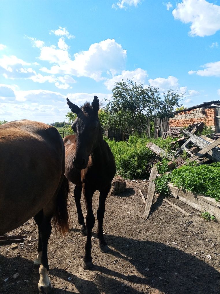 Продам жеребенка