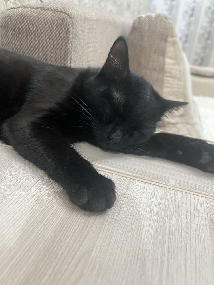 Отдам котенка в добрые руки
