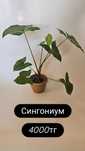 Растения для дома и офиса