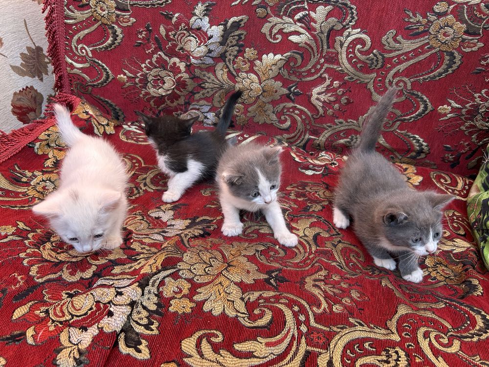 Котята, 5 штук, мальчики и девочки, в добрые руки бесплатно