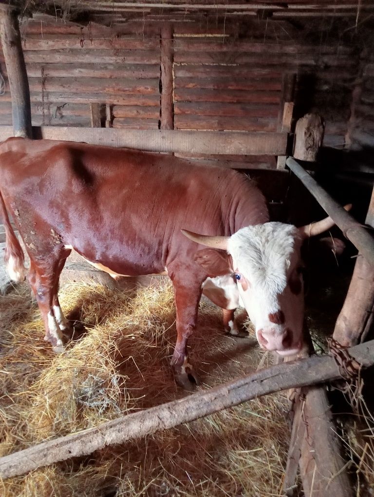 Продам бычка на открме