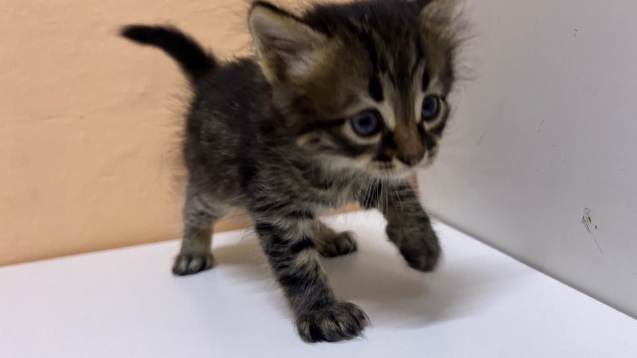 Котята ищут дом!