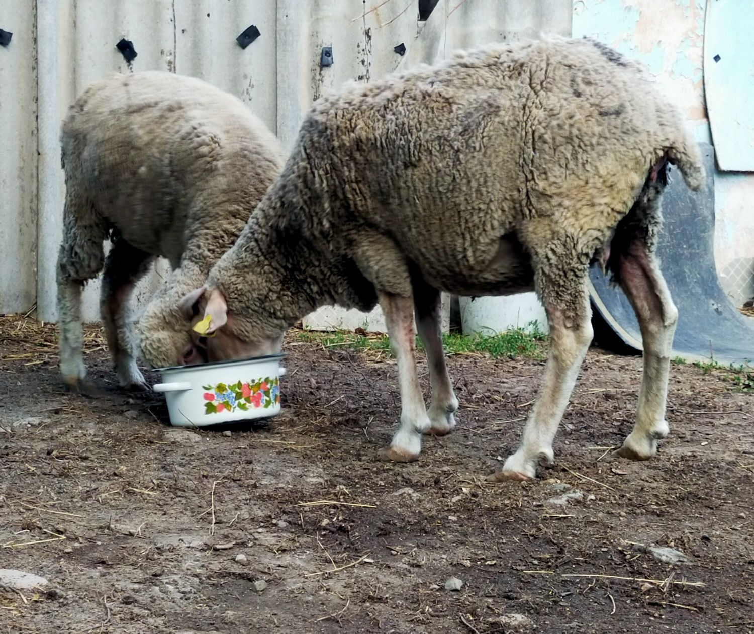 Продам откормленных баранов.