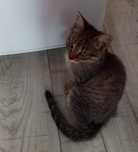 Отдам котенка в добрые руки