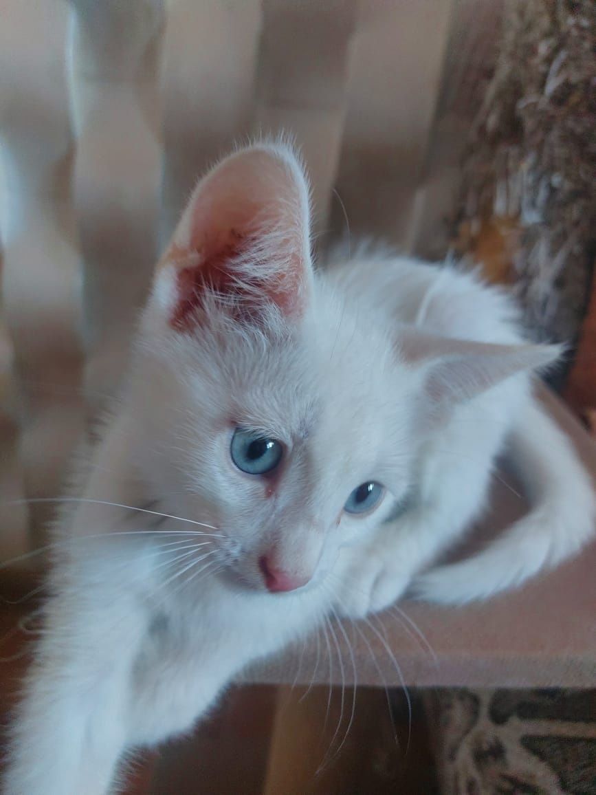 Котята,в добрые руки,шотландцы вислоухие