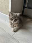 Котенка мальчик 6 мес