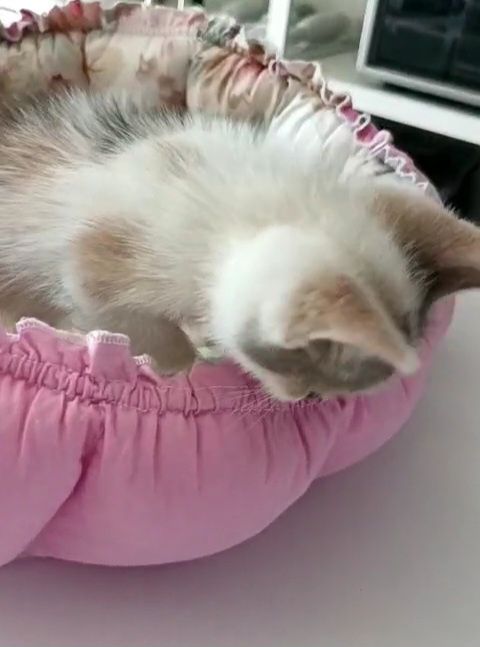 Котеночек в Добрые руки !