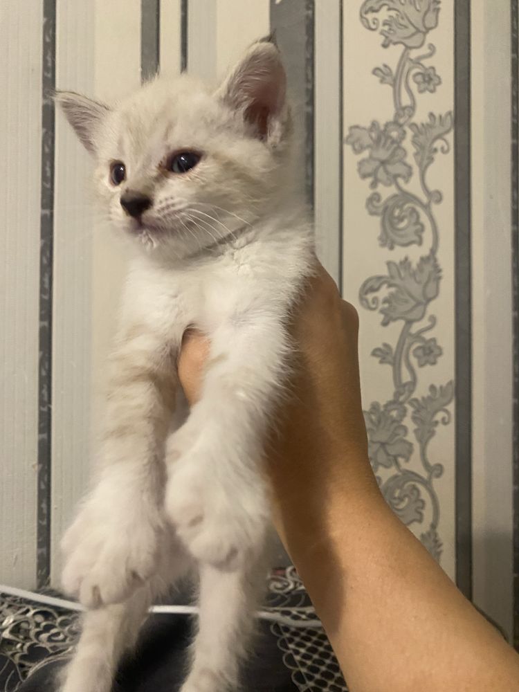 Отдам бесплатно котят