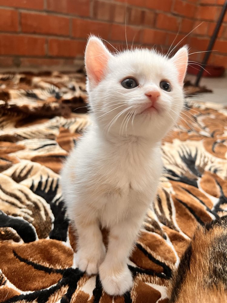 Продается котенок (страйт)