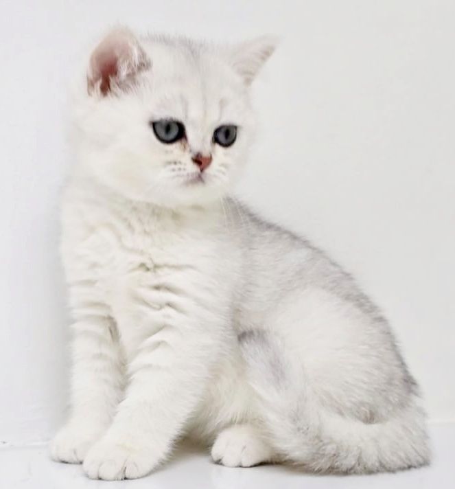 кОтЯта БриТанСкиЕ