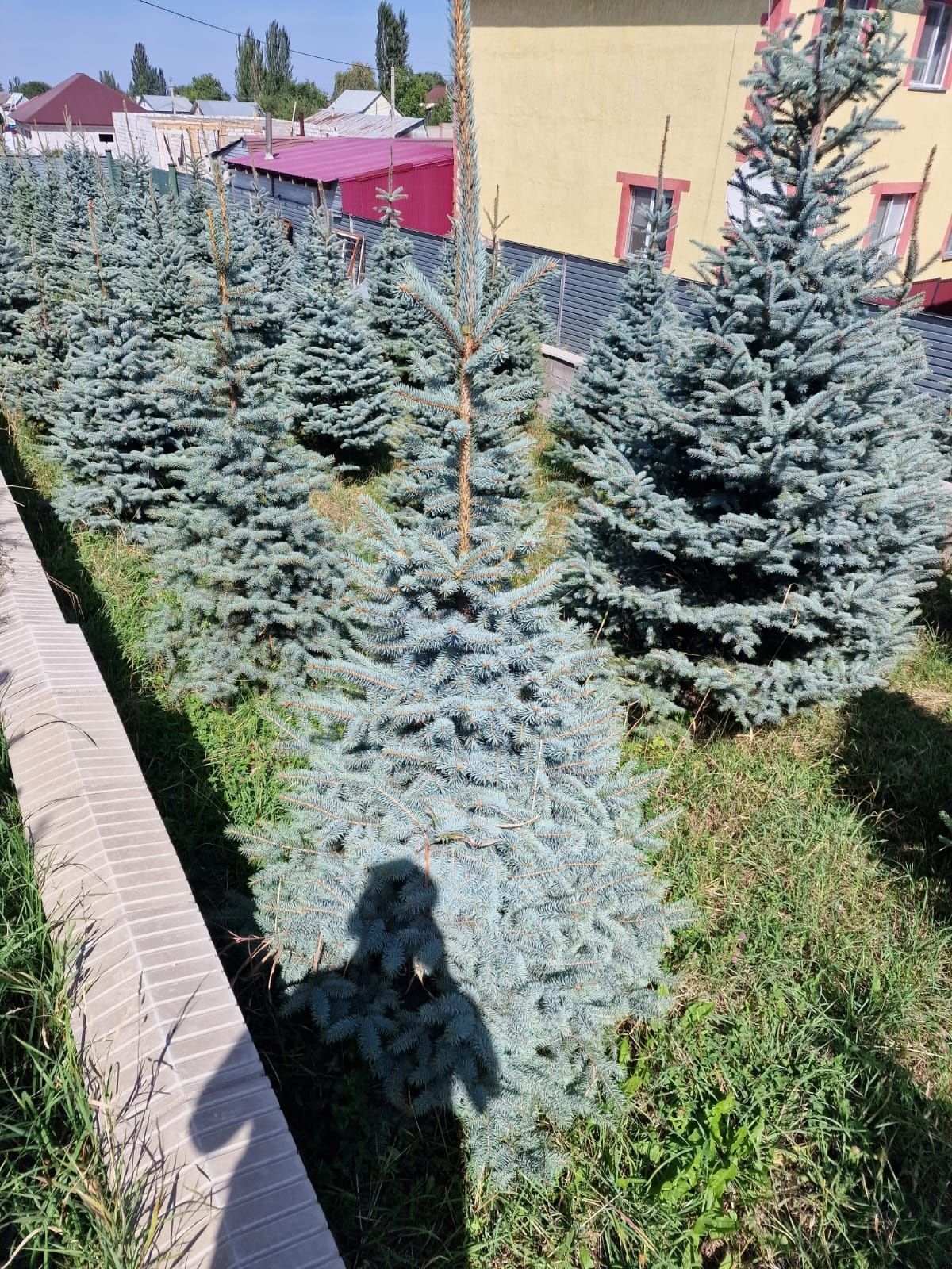 Ель голубая Яблоня сосна елки