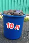 Картофель семенной