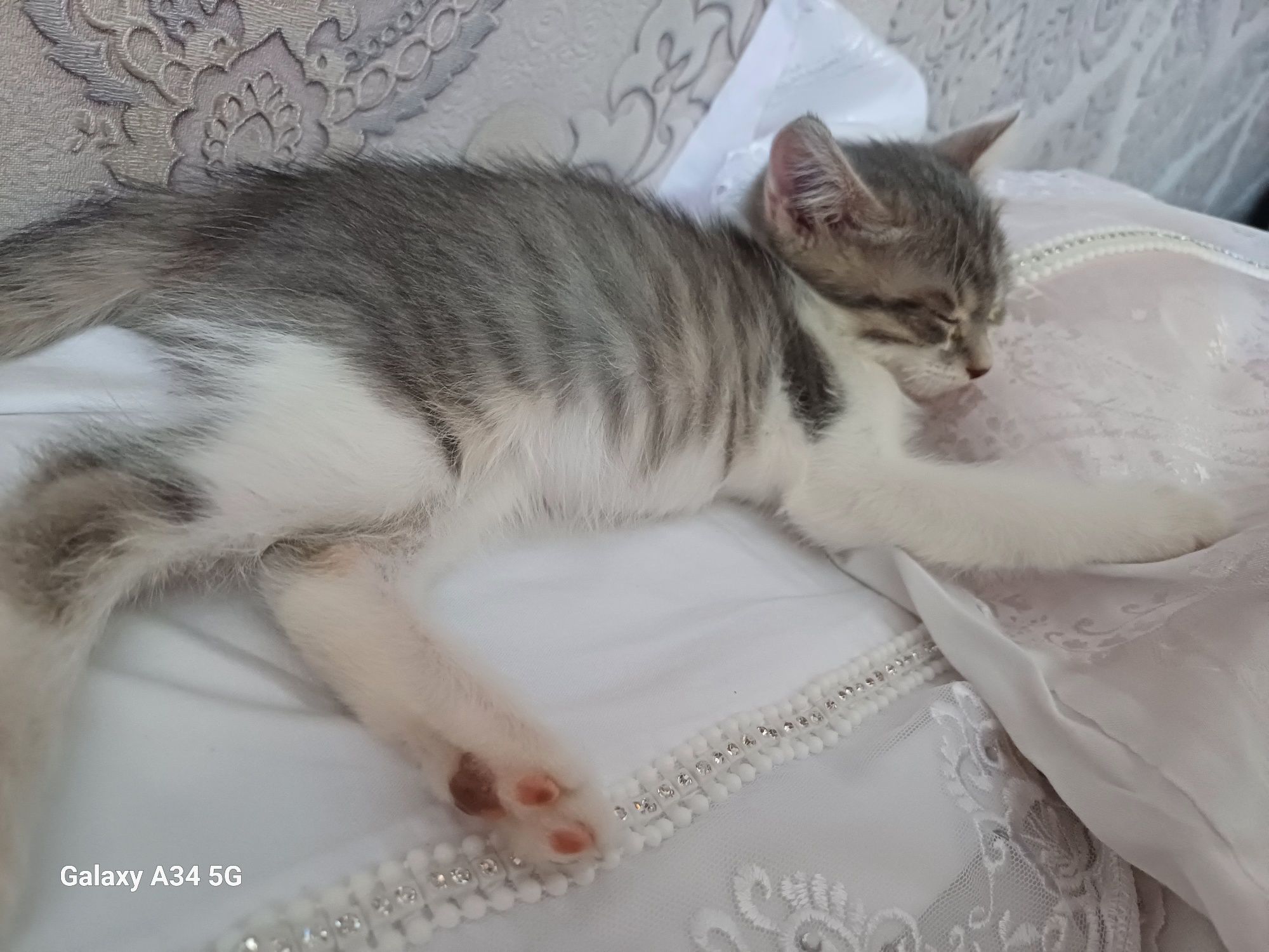 Котёнок 3 годика