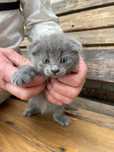 Британский котенок