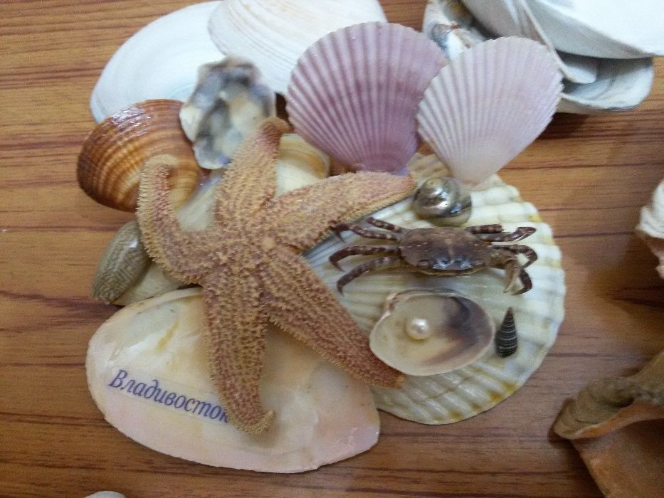 Ракушки Морские для декора или аквариума