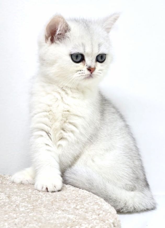Британские котята