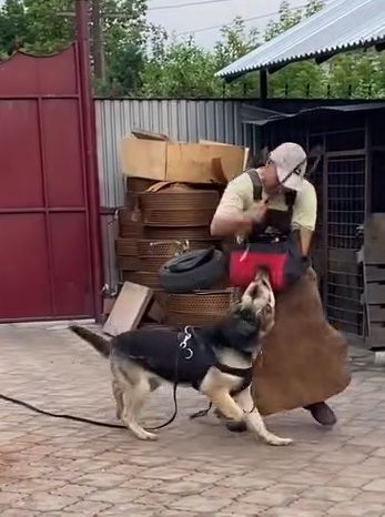 Продам щенков ВЕО