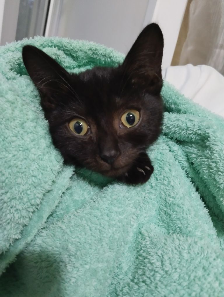 Отдам в добрые руки котенка.