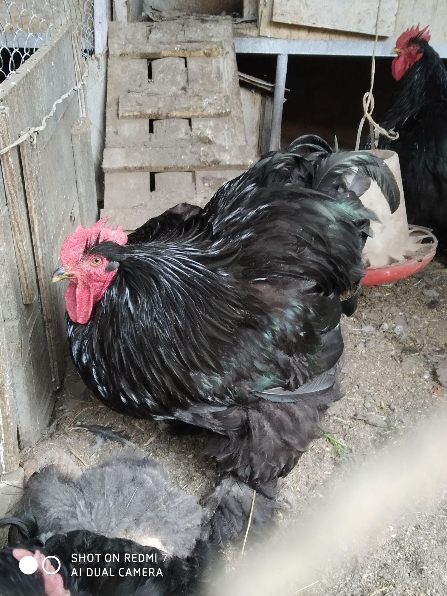 Продам цыплят черного кохинхина
