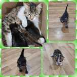 Отдам котят в хорошие руки