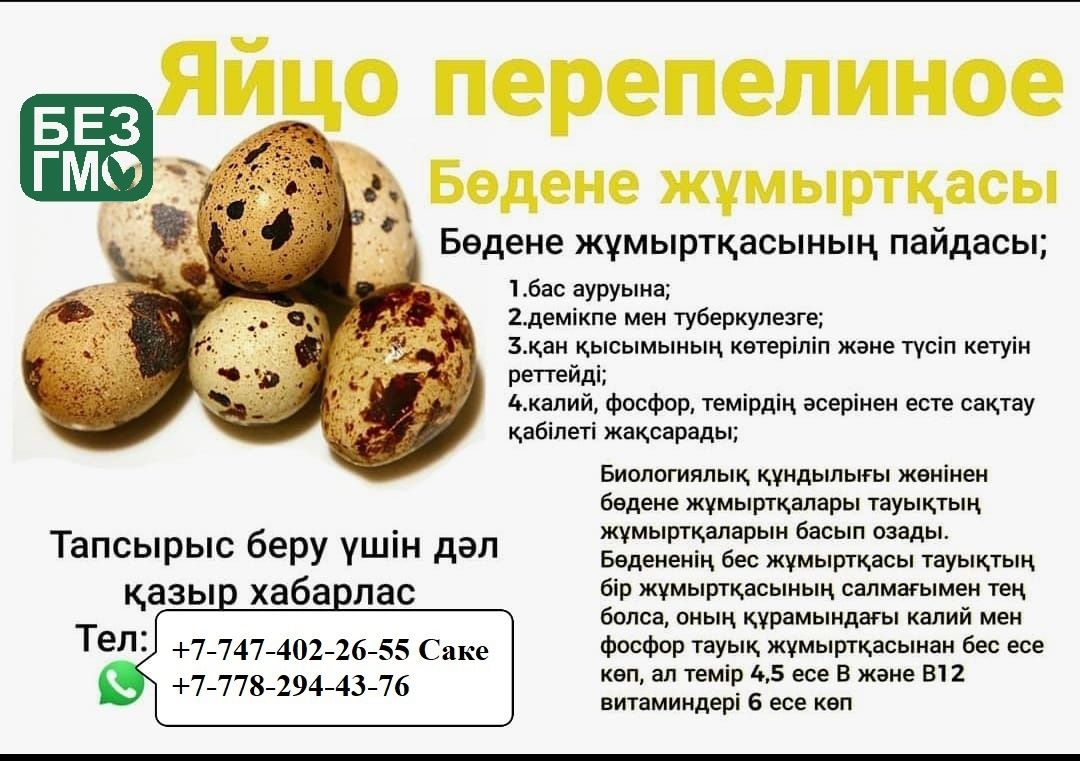 Инкубацонный яйцо перепелки. Инкубаторға жұмыртқа  бөдененікі