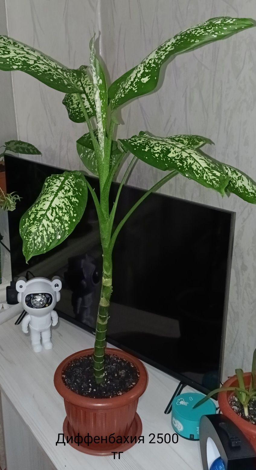 Комнатные растения цветы