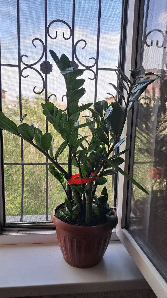 Продам домашние цветы долларовое дерево