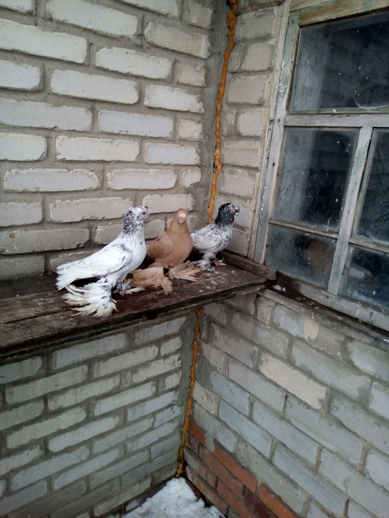 Продам голубей разных