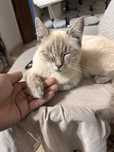 кошка отдам бесплатно за добрые руки