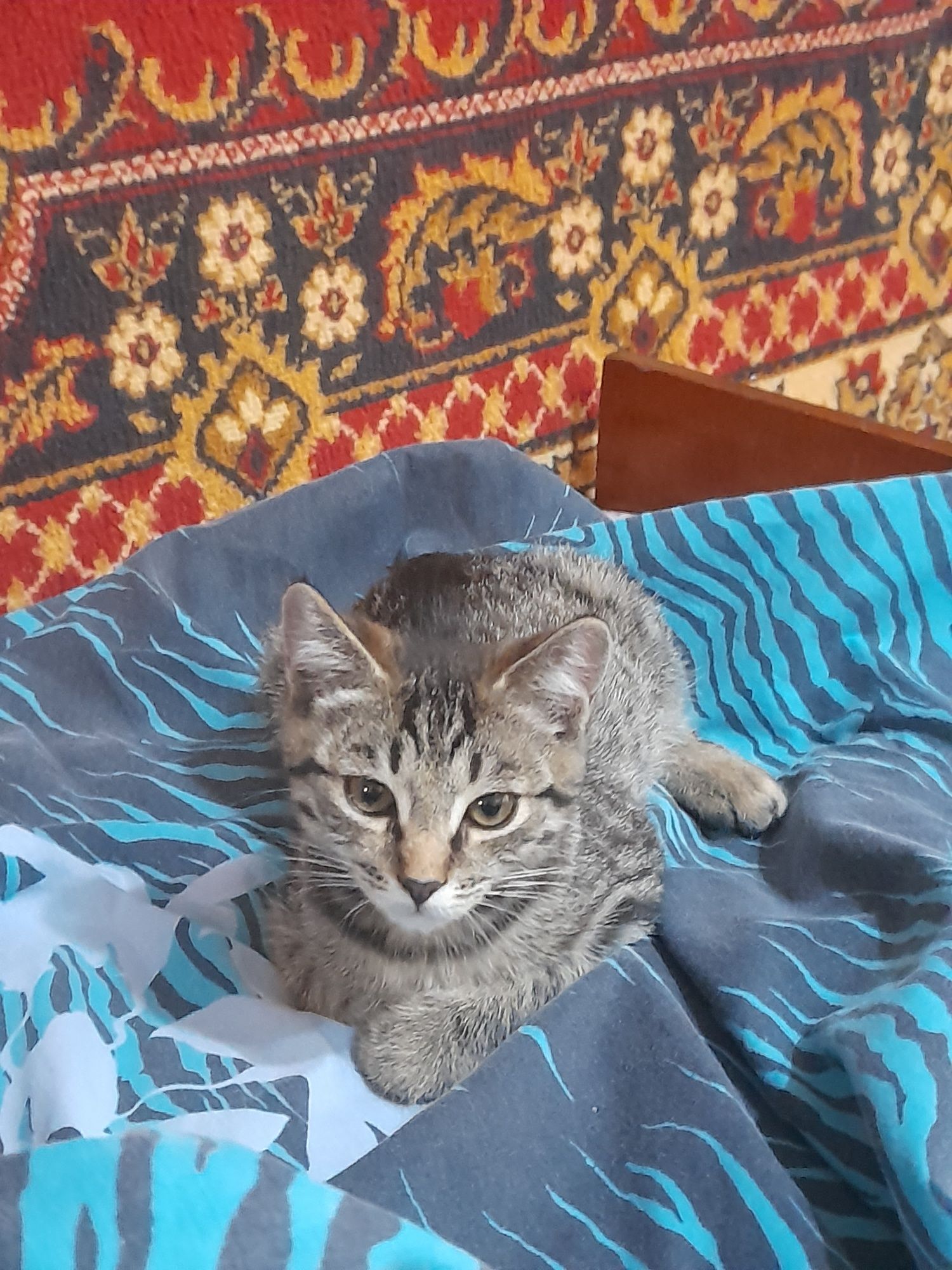 Котенок в добрые руки