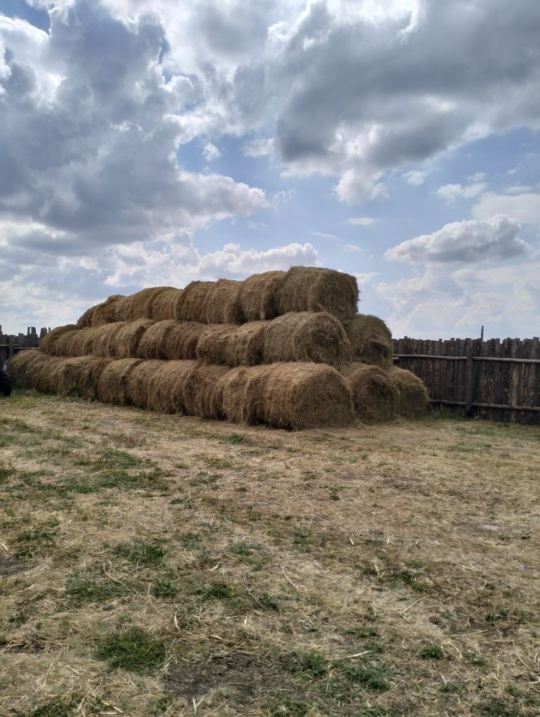 Продам сено в рулонах