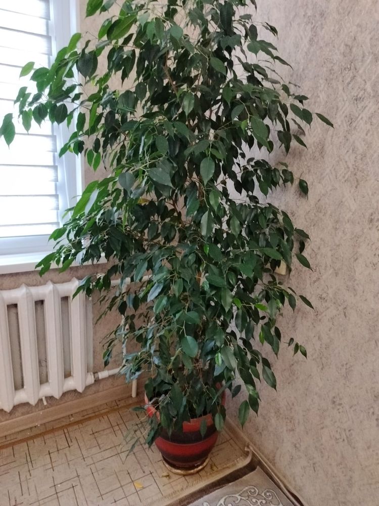 Продам Фикусы 2 шт.