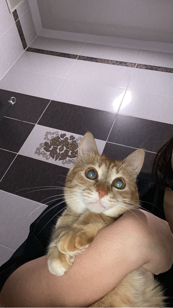 Отдам кошку в добрые руки