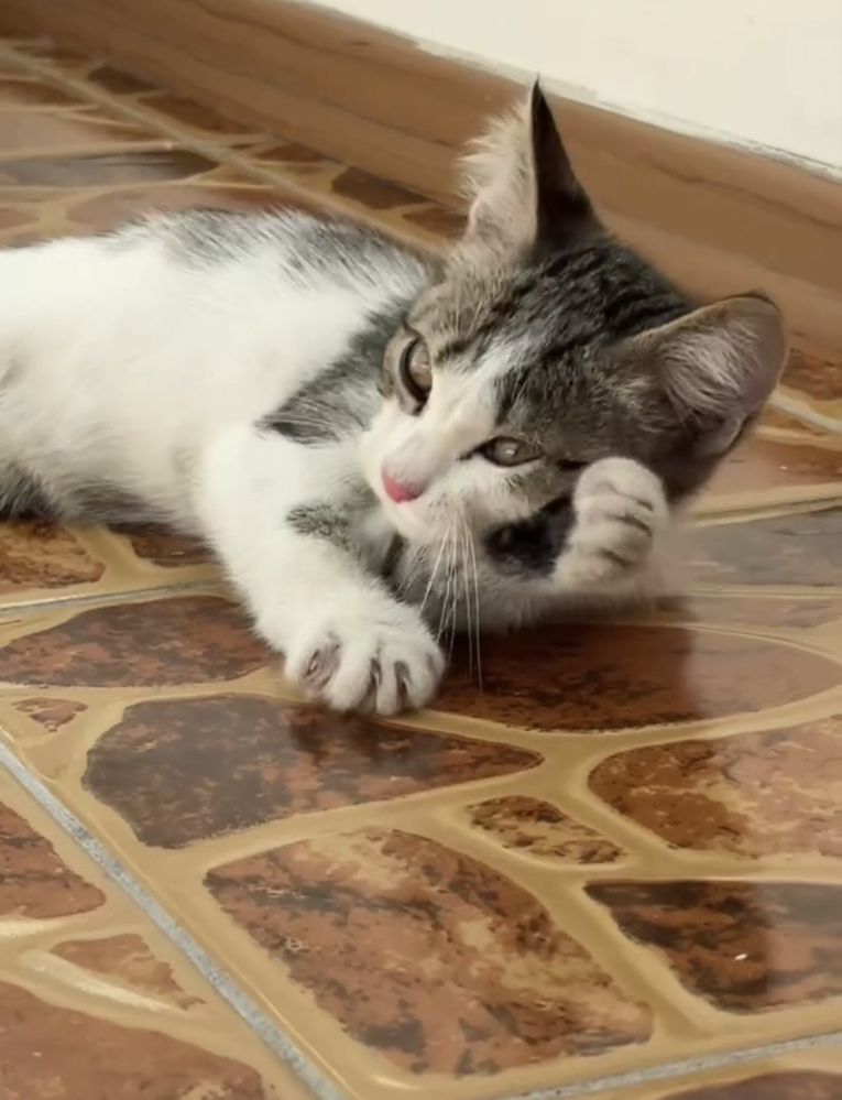Котёнок в добрые руки. Кот. Кошка