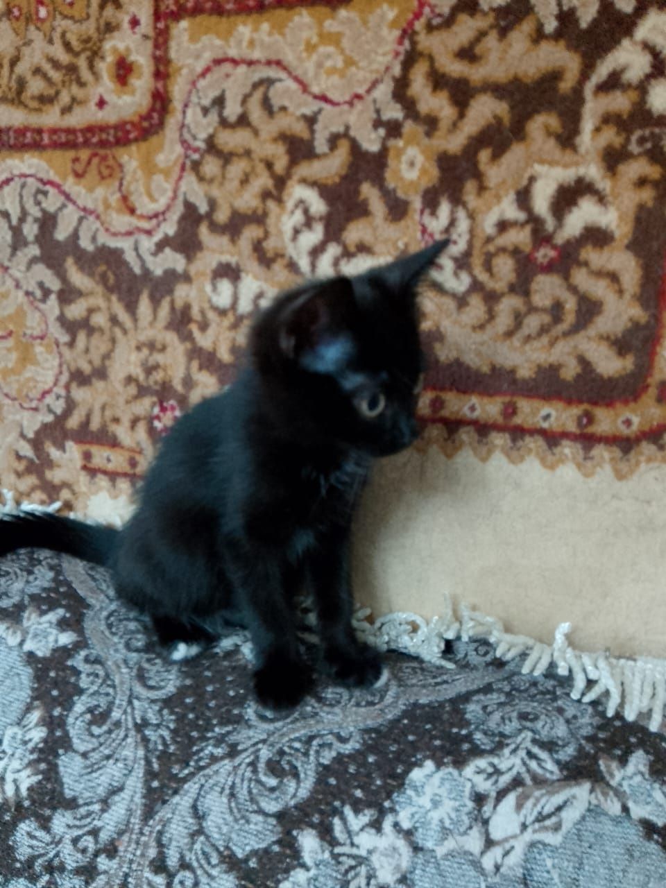 Котята в добрые руки!