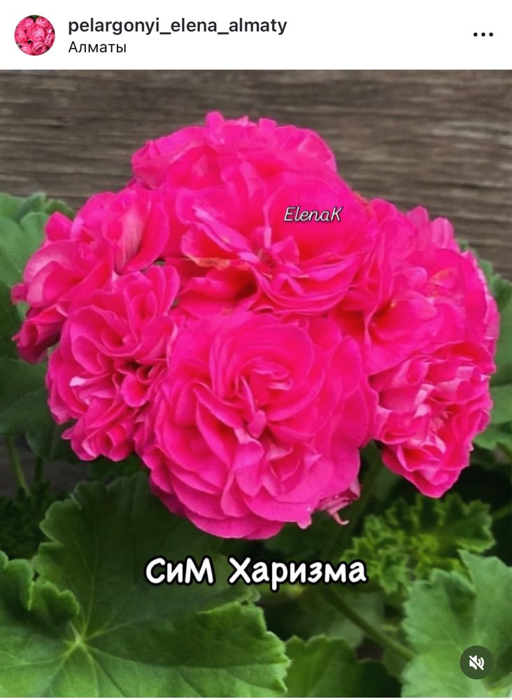 Пеларгония сортовая -черенки, стартеры и кусты