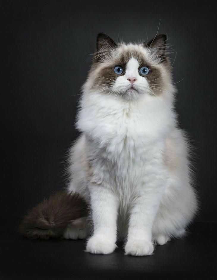 Голубоглазая кошечка, 1,5 месяца