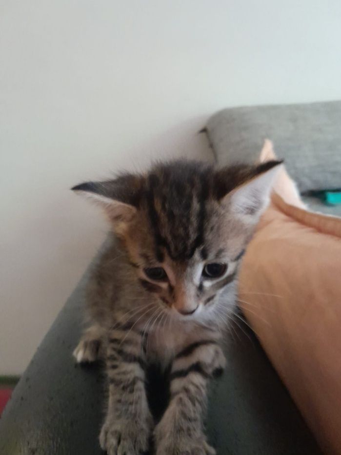 Отдаём котят в добрые руки