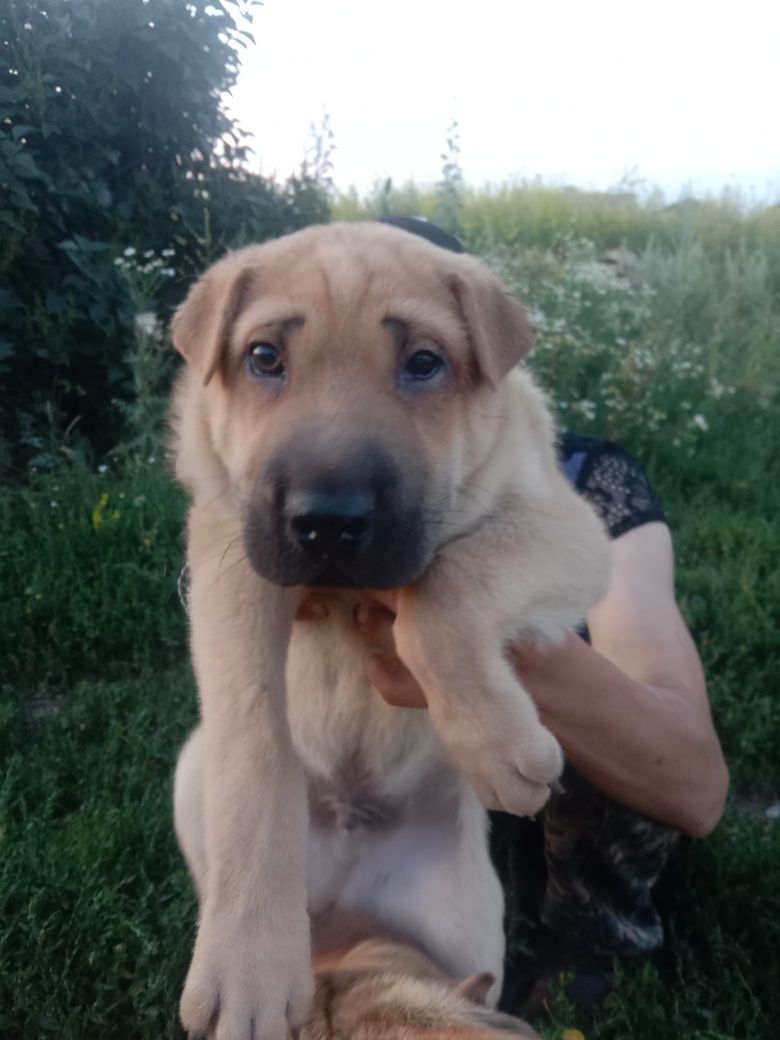 Продам щенков шарпея