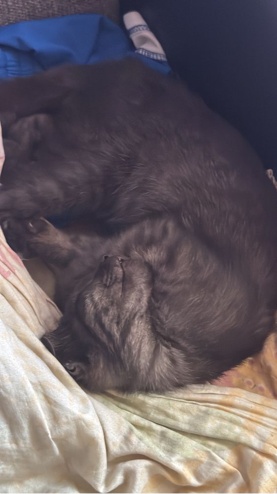 Отдам котенка породистый вроде бесплатно