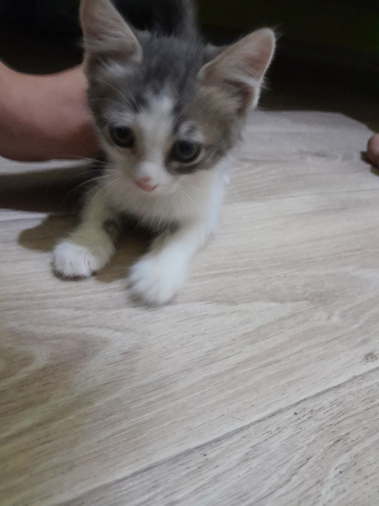 Котенок бесплатно